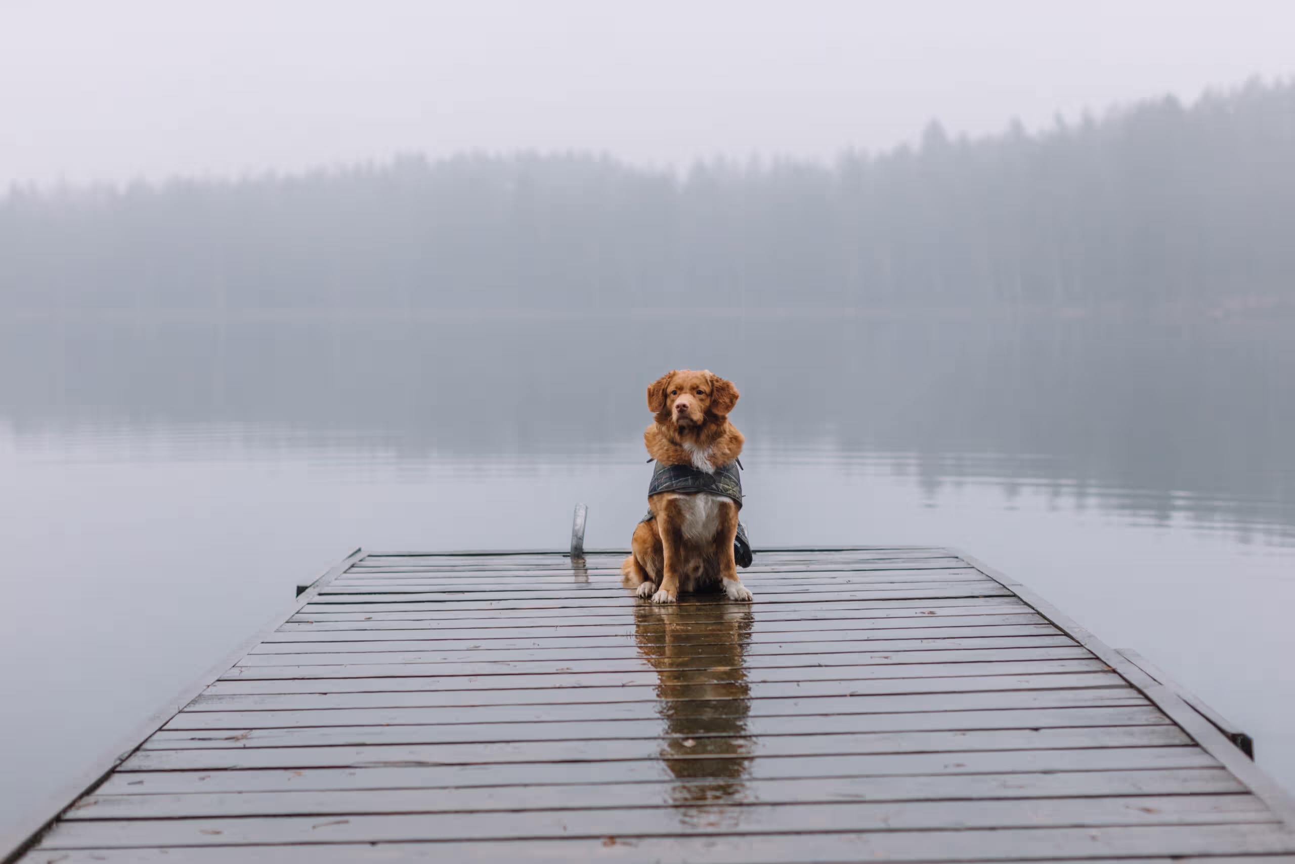 Zalew Poraj 12 adorable brown nova scotia duck tolling retriever with cape sitting pier lake shore background water foggy forest travelling with dog selective focus copy space scaled