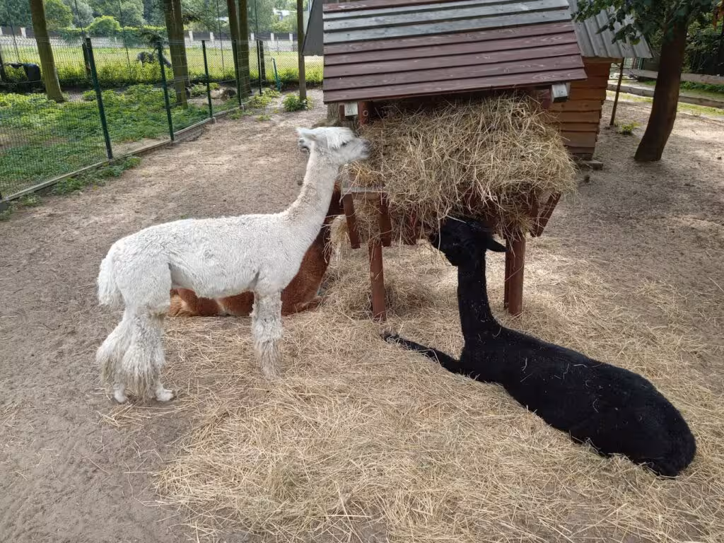 Ciekawe miejsca blisko Zalewu w Poraju 2 w poraju